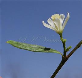   Flower-Lateral view